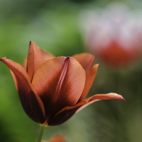 PANASONIC(パナソニック)のレンズ LUMIX S 100mm F2.8 MACRO S-E100 で