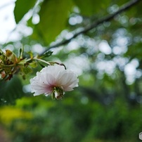 SIGMA(シグマ)のデジタルカメラSIGMA dp1 Quattro で撮影した写真(画像