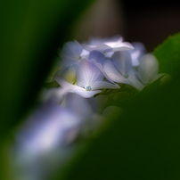 TAMRON(タムロン)のレンズ SP AF60mm F/2 Di II LD [IF] MACRO 1:1