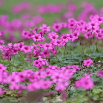CANON(キヤノン)のレンズ EF300mm F2.8L IS II USM で撮影した写真