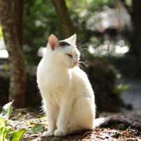 CANON(キヤノン)のレンズ EF-S55-250mm F4-5.6 IS STM で撮影した写真