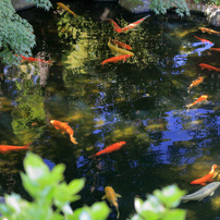 CANON(キヤノン)のデジタル一眼EOS 70D で撮影した写真(画像)一覧