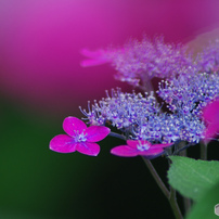 PENTAX(ペンタックス)のレンズ FA Jズーム75-300mm F4.5-5.8AL で撮影