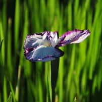 TAMRON(タムロン)のレンズ 18-270mm F/3.5-6.3 Di II VC PZD (Model