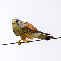 SONY(ソニー)のレンズ E 70-350mm F4.5-6.3 G OSS SEL70350G で撮影