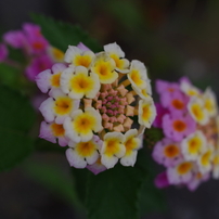 PENTAX(ペンタックス)のレンズ HD PENTAX-DA 35mmF2.8 Macro Limited