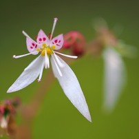 OLYMPUS(オリンパス)のレンズ ズイコーデジタル ED 50mm F2.0 Macro で