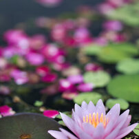 CANON(キヤノン)のレンズ EF135mm F2L USM で撮影した写真(画像)一覧