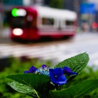 KONICA MINOLTA(コニカミノルタ)のレンズ AF MACRO 50mm F2.8 で撮影
