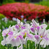 OLYMPUS(オリンパス)のレンズ M.ZUIKO DIGITAL ED 14-150mm F4.0-5.6