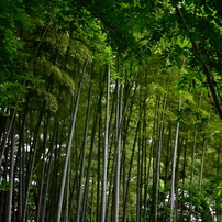 【作例あり】風景から人物をこれ1本♪Nikon AF-S 18-140mm VR NIKON(ニコン)のレンズ AF-S DX NIKKOR 18-140mm f/3.5-5.6G ED VR で