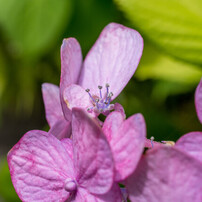 PENTAX(ペンタックス)のレンズ HD PENTAX-DA 35mmF2.8 Macro Limited