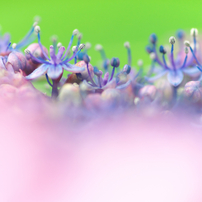 TAMRON(タムロン)のレンズ SP AF 90mm F/2.8 MACRO1:1 (ﾍﾟﾝﾀｯｸｽ用) で