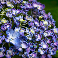 TAMRON(タムロン)のレンズ SP AF90mm F/2.8 Di MACRO 1:1 (Model272E