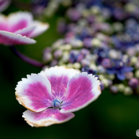 TAMRON(タムロン)のレンズ SP AF 180mm F/3.5 Di LD [IF] MACRO 1:1