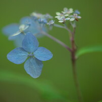 COSINA(コシナ)のレンズ Carl Zeiss Makro Planar T* 2/100 ZE で撮影