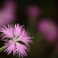 CANON(キヤノン)のレンズ EF-S55-250mm F4-5.6 IS STM で撮影した写真