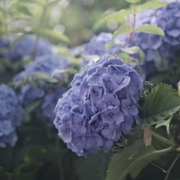COSINA(コシナ)のレンズ フォクトレンダー COLOR-HELIAR 75mm F2.5