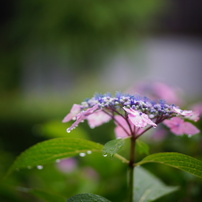 SONY(ソニー)のレンズ E 50mm F1.8 OSS SEL50F18 で撮影した写真(画像