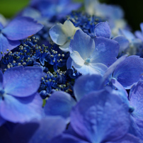 NIKON(ニコン)のレンズ Ai Micro-Nikkor 55mm f/2.8S で撮影した写真
