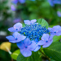 OLYMPUS(オリンパス)のレンズ M.ZUIKO DIGITAL 25mm F1.8 [ブラック