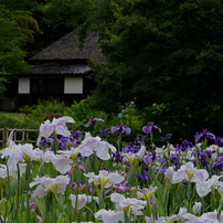 TAMRON(タムロン)のレンズ SP AF90mm F/2.8 Di MACRO 1:1 (Model272EN