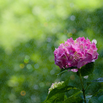 PENTAX(ペンタックス)のレンズ smc PENTAX-DA☆ 60-250mmF4ED [IF] SDM