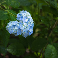 PENTAX(ペンタックス)のレンズ smc PENTAX-DA☆ 60-250mmF4ED [IF] SDM