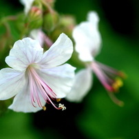 Canon EF 100mm f/2.8 マクロ USM レンズ（作例あり） CANON(キヤノン)のレンズ EF100mm F2.8 マクロ USM で撮影した写真