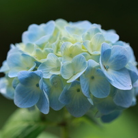 CANON(キヤノン)のレンズ EF100mm F2.8 マクロ USM で撮影した写真