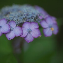 COSINA(コシナ)のレンズ Carl Zeiss Makro Planar T* 2/100 ZE で撮影