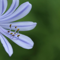 SIGMA(シグマ)のレンズ 17-50mm F2.8 EX DC OS HSM [キヤノン用] で