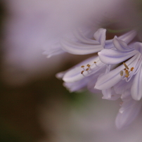 CANON(キヤノン)のレンズ EF-S55-250mm F4-5.6 IS STM で撮影した写真