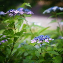 SONY(ソニー)のレンズ E 50mm F1.8 OSS SEL50F18 で撮影した写真(画像