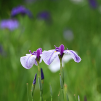 SIGMA(シグマ)のレンズ 100-400mm F5-6.3 DG OS HSM [ニコン用] で撮影