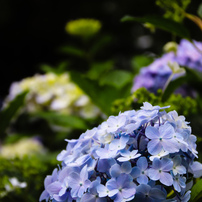 TAMRON(タムロン)のレンズ 18-270mm F/3.5-6.3 Di II VC PZD (Model