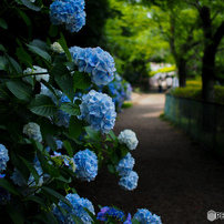 OLYMPUS(オリンパス)のミラーレス一眼OLYMPUS PEN Lite E-PL6 で撮影