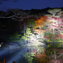 紅葉　ライトアップ