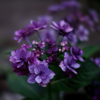 COSINA(コシナ)のレンズ フォクトレンダー NOKTON 42.5mm F0.95 で撮影