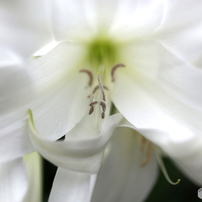 CANON(キヤノン)のレンズ EF-M22mm F2 STM [シルバー] で撮影した写真
