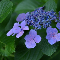TAMRON(タムロン)のレンズ 28-300mm F/3.5-6.3 Di VC PZD (Model A010
