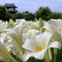 CANON(キヤノン)のデジタル一眼EOS 70D で撮影した写真(画像)一覧