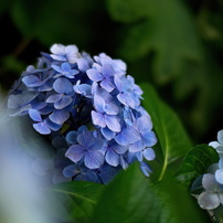 COSINA(コシナ)のレンズ フォクトレンダー NOKTON 42.5mm F0.95 で撮影