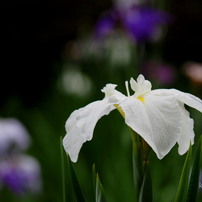 OLYMPUS(オリンパス)のレンズ M.ZUIKO DIGITAL ED 14-150mm F4.0-5.6