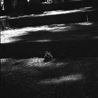 KONICA(コニカ)のフィルムカメラKONIFLEX I で撮影した写真(画像)一覧