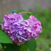 PENTAX(ペンタックス)のレンズ smc PENTAX-DA 18-270mmF3.5-6.3ED SDM