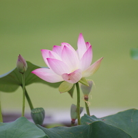 SIGMA(シグマ)のレンズ APO 70-300mm F4-5.6 DG MACRO (ﾍﾟﾝﾀｯｸｽ AF) で