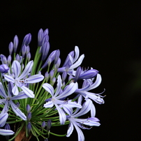 CANON(キヤノン)のレンズ EF-S55-250mm F4-5.6 IS STM で撮影した写真