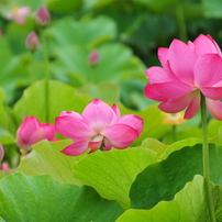 TAMRON(タムロン)のレンズ 18-270mm F/3.5-6.3 Di II VC PZD (Model