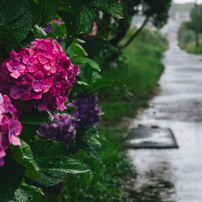 CANON(キヤノン)のレンズ EF50mm F1.8 II で撮影した写真(画像)一覧